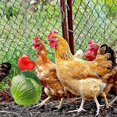 thumbnail image 4 of Pack Chicken Vegetable Skewers And Bags - Hanging Mesh Bag, 4 of 5