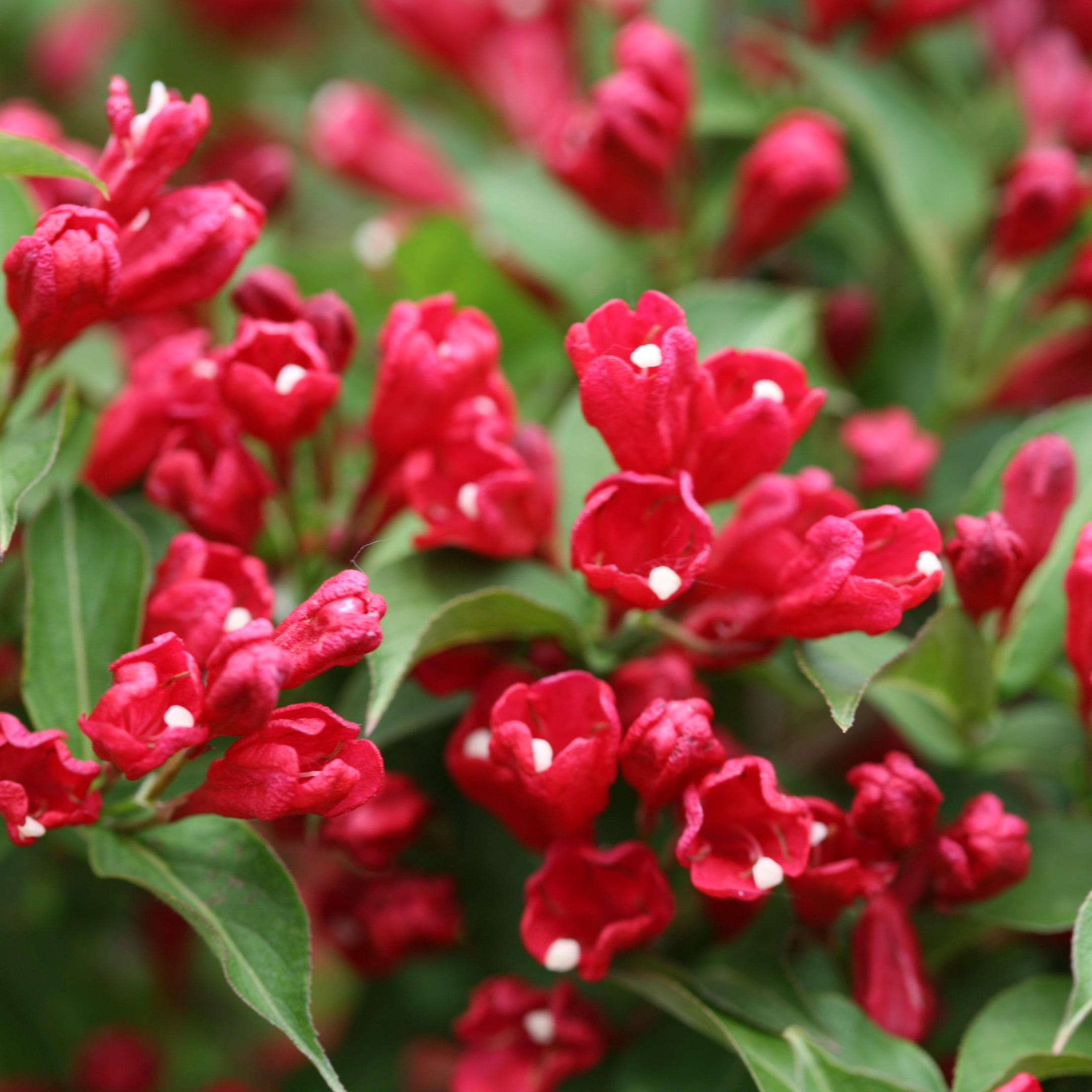 Proven Winners ColorChoice 6" Sonic Bloom Red Reblooming Weigela Live Plant in 7.5" Pot