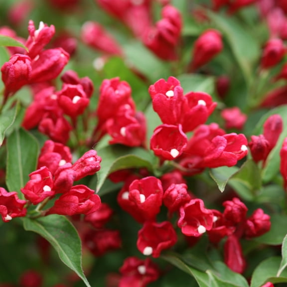 Proven Winners ColorChoice 5" Sonic Bloom Red Reblooming Weigela Live Plant in 4.5" Pot (4 Count)