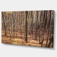 thumbnail image 2 of Forêt de Carpates Épaisse - Impression sur Toile, 2 of 4