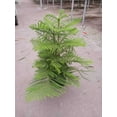thumbnail image 3 of Norfolk Island Pine Live Plant for Indoor | Different Houseplants in 4'' to 8'' Pot | Real House Plant for Living Room | Araucaria heterophylla | Christmas plant, 3 of 5