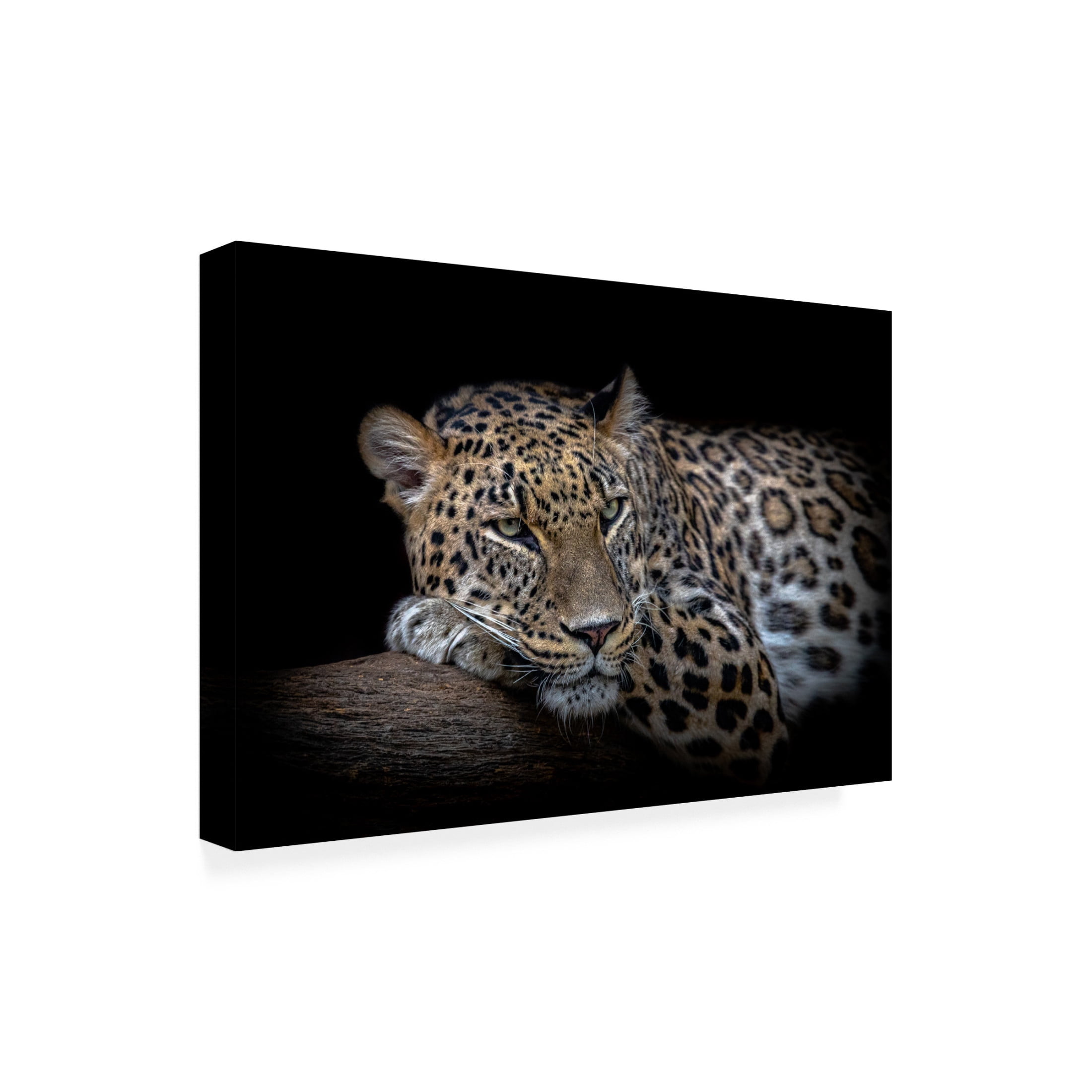 Trademark Fine Art Nauzet Baez Photography Leopard Resting Canvas Wall Art