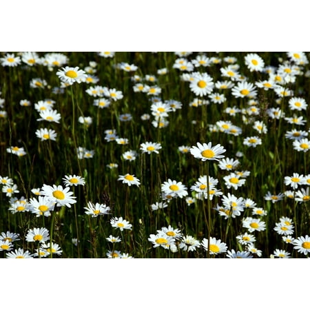Marguerite Daisy - Framed Art for Your Wall Flower Summer Yellow Bloom Daisy Field Marguerite 10x13 Frame