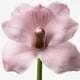 thumbnail image 5 of Perfume Euphoria de Calvin Klein Eau de Toilette para mujer, 10 ml, 5 of 7