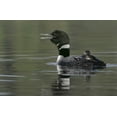 thumbnail image 2 of Morris, Arthur 18x13 White Modern Wood Framed Museum Art Print Titled - Canada, BC, Kamloops Common loon with chick, 2 of 4