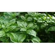 Genovese Sweet Basil Seeds/ Full Sun/ Annual/ 17K Seeds 1 oz/ Zellajake Farm and Garden- B13