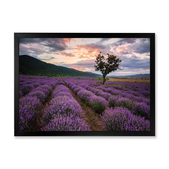 Designart 'Lavender Field At Sunrise III' Farmhouse Framed Art Print