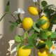 thumbnail image 4 of Rama de Limonero Artificial | Ramo de Limones y Hojas Artificiales | Centro de Mesa para Decoración Del Hogar | Arreglo Floral para Jarrón de Mesa para Sala de Estar, Comedor U Oficina | 50 Cm, 4 of 7