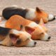 thumbnail image 3 of 1 tipos de adorables perros Corgi durmiendo en miniatura para jardín de hadas. 3, 3 of 9