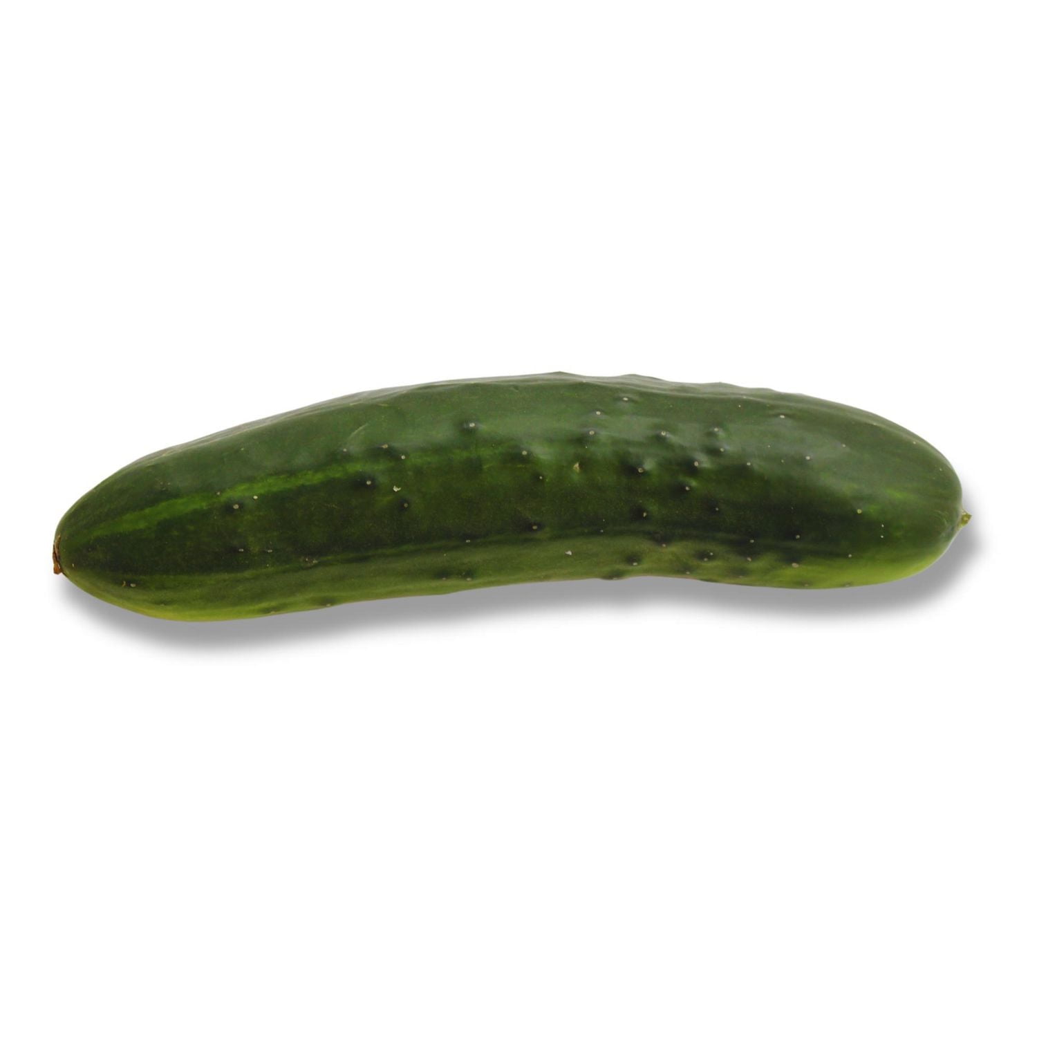 Field Cucumber