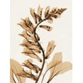 thumbnail image 2 of Koetsier, Albert 25x32 White Modern Wood Framed Museum Art Print Titled - Aged Fox Glove, 2 of 4