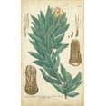 thumbnail image 2 of Weinmann 21x32 Black Ornate Wood Framed with Double Matting Museum Art Print Titled - Weinmann Conifers I, 2 of 4
