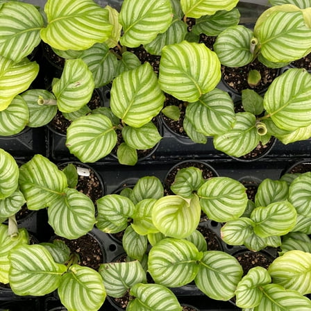 Calathea orbifolia-Prayer Plant-Tropical Indoor Decor  6" Pot