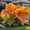 C, variant on Elephant ear Planting-Easy to Grow, Perfect for Garden Stakes, Home Decoration, Gifting Choice, Bloom Year After Year(Acclimated, Non-Artificial)