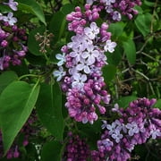 Seed Kingdom 700 Lilac Syringa Vulgaris Flower Seeds