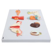 Axis Scientific Complete Endocrine Gland Set Anatomy Model - Human anatomy system miniature, scientific anatomy model, mini figure for Classrooms Studies, Education Study Anatomical