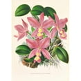 thumbnail image 2 of Jean Jules Linden 18x24 Black Ornate Framed Double Matted Museum Art Print Titled: Cattleya Nobilior (1885-1906), 2 of 5