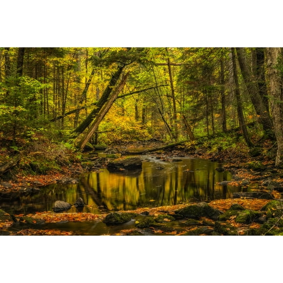 Fall colours along a remote stream in rural Ontario, Algonquin Provincial Park; Ontario, Canada Poster Print by Robert Postma (38 x 24) # 13380765