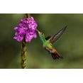 thumbnail image 2 of Jones, Adam 24x17 White Modern Wood Framed Museum Art Print Titled - Rufous tailed hummingbird-Costa Rica, 2 of 4