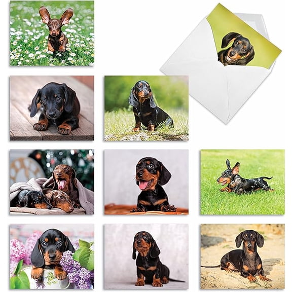 The Best Card Company - 10 Adorable Blank Dog Cards (4 x 5.12 Inch) - Assorted Pet Breeds, Boxed Set - Dashing Dachshunds AM6829OCB-B1x10