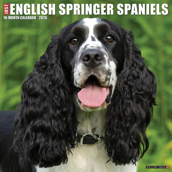 English Springer Spaniels 2026 Wall Calendar, (Paperback)