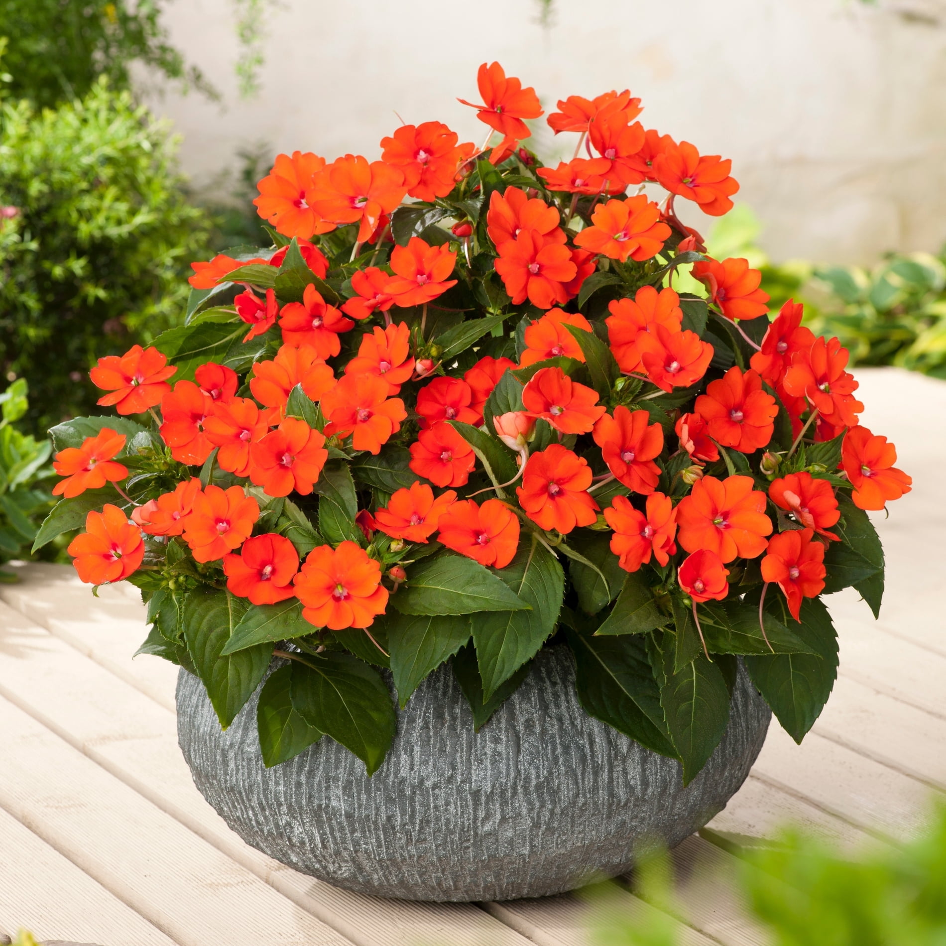 2.5 in. Impatiens Jumbo Splash Vigorous Orange Live Annuals with Filtered Sun 3- Piece