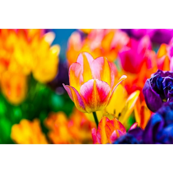 Tulip Bulbs 20 Pack - Purples, Pinks, Oranges Blend - Ships from Iowa - Beautiful Perennial Tulip Flower Bulbs for Planting