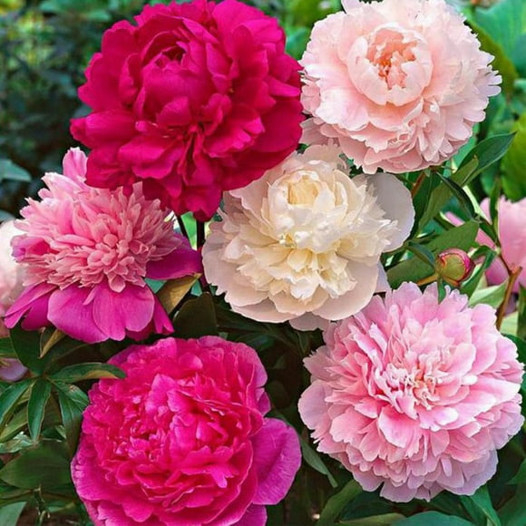GSDWIUEW The Queen of Flowers\u2014Double Petaled Piani, Lightenous Peonies Flower Seeds, 30/50/100/200/500pcs Mixed Color All Seasons for Planting Outdoors (500pcs)
