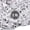Diamond White-2 pound, variant on Crinkle Cut Paper Shred Filler 2 Pound Pine Green Gift Basket Packing