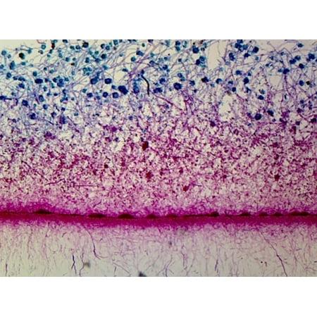 Slide  Aspergillus  Highly Aerobic Brown Mold; Whole-mount price history on PriceWatchPro