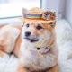 thumbnail image 4 of NUOLUX Multicolor Para Perro Accesorio De Fiesta Y Fotografía Para, 4 of 6