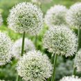 thumbnail image 5 of les bulbes, c’est facile! Assortiment d'alliums (25 Bulbes), 5 of 5