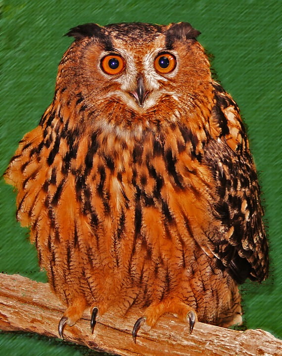 are owls nocturnal
