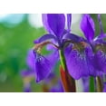 thumbnail image 2 of Fitzharris, Tim 32x25 White Modern Wood Framed Museum Art Print Titled - Blue Flag Iris, 2 of 4