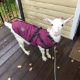 thumbnail image 4 of Waterproof Warm Dog Jacket Vest Winter Dog Clothes With Harness French-Bulldog Coat Pet Costume for Small Large Dogs Chihuahua ShopWise Round, 4 of 14