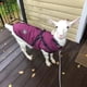 thumbnail image 4 of Waterproof Warm Dog Jacket Vest Winter Dog Clothes With Harness French-Bulldog Coat Pet Costume for Small Large Dogs Chihuahua ShopWise Round, 4 of 14