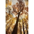 thumbnail image 3 of Aledanda 17x24 Black Modern Framed Museum Art Print Titled - Towering Trees I, 3 of 5