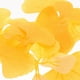 thumbnail image 3 of Simulación de 100pcs de hojas de ginkgo hojas falsas de ginkgo hojas de boda de ginkgo falsas decoración de la boda, 3 of 6