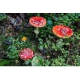 thumbnail image 2 of Haney, Chuck 14x11 White Modern Wood Framed Museum Art Print Titled - Fly agaric mushrooms in the Cesky Raj nature preserve near Turnov-Czech Republic, 2 of 4