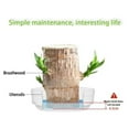 thumbnail image 4 of Brazilian Wood Feng Shui Plant Harmonizing Health Luck and Success Natural Air Purifier for Indoor Spaces Boosts Positive Energy Prosperity and Wellness Perfect for Home or Office Décor Low, 4 of 6