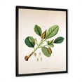 thumbnail image 2 of Designart 'Ancient London Plants I' Farmhouse Framed Art Print, 2 of 4