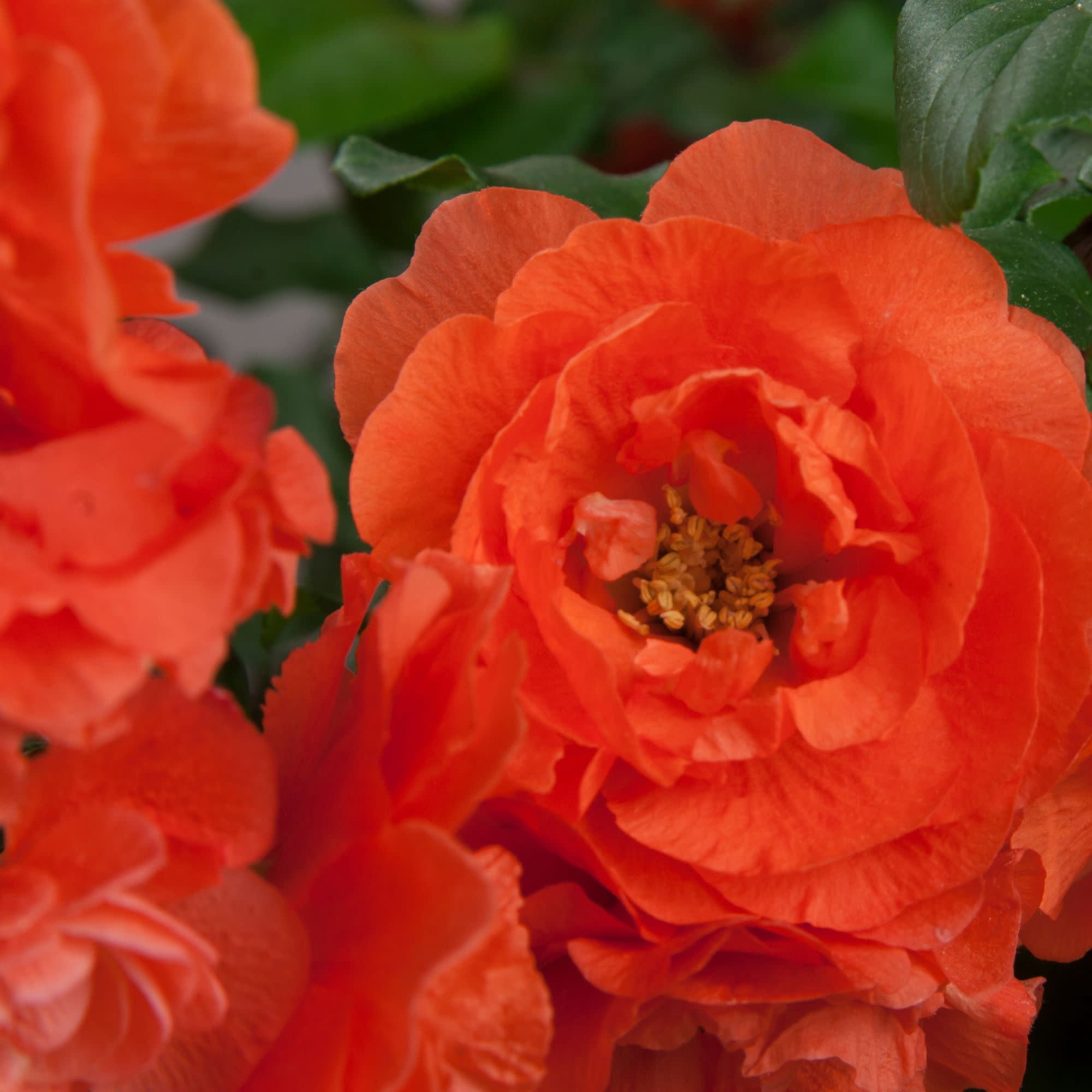 Proven Winners ColorChoice 5" Double Take Orange Quince Live Plant in 4.5" Pot (4 Count)