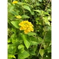 thumbnail image 2 of New Gold Lantana Camara Flowers Two 2 Live Plants-Natural Mosquito Repellant Garden -Attract Hummingbirds & Butterflies -Each in 4 inch Pots, 2 of 2