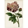 thumbnail image 2 of Unknown 13x18 Black Ornate Wood Framed with Double Matting Museum Art Print Titled - Mauve Botanicals V, 2 of 4