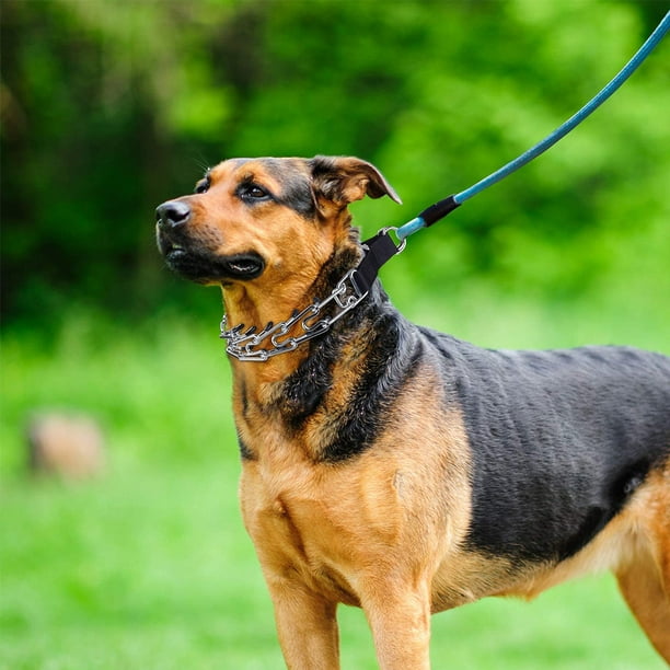 Collier de dressage réglable pour chien, laisse et collier étrangleur en  métal pour animal domestique : : Animalerie