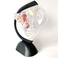 thumbnail image 1 of Modelo Uterino de Ciencia, Kits de Laboratorio de Estructura Ovárica, Modelo , Modelo de Sistema Reproductivo Femenino para Material Didáctic Baoblaze modelos uterinos, 1 of 8