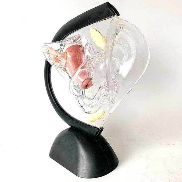 Modelo Uterino de Ciencia, Kits de Laboratorio de Estructura Ovárica, Modelo , Modelo de Sistema Reproductivo Femenino para Material Didáctic Baoblaze modelos uterinos