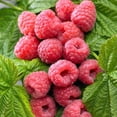 thumbnail image 3 of Bulbs are Easy Fruit Plant - Blackberry/Raspberry Assortment, 3 of 6