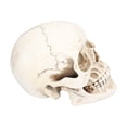 thumbnail image 2 of Skull Model, Skull Ornament Resin High Simulation Lightweight  For Dining Room For Halloween Party For Home, 2 of 8