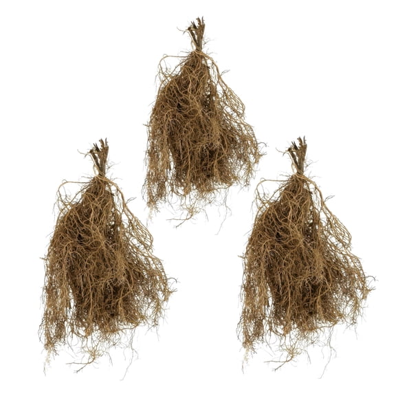 National Plant Network Echinacea Magnus Coneflower Bare Root (3-Pack)